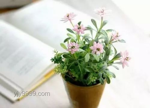断眉与猫薄荷：个人魅力与植物效应的奇妙邂逅对比分析